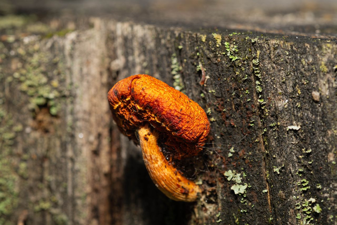 Champignon orange sur bois mort