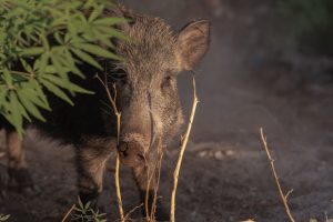Sanglier-danger.com