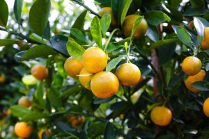 Engrais pour les agrumes