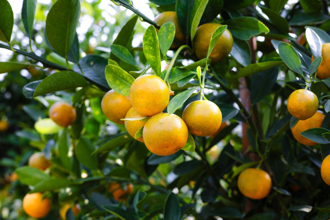 Engrais pour les agrumes